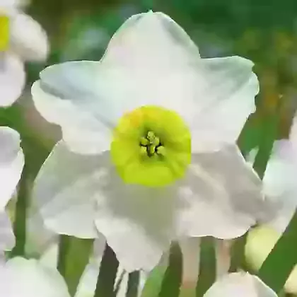 Small Cupped Narcissi